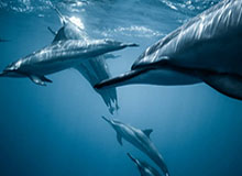 我本来只想看两分钟，结果51网让我服气的点不是内容，是历史记录处理得很细